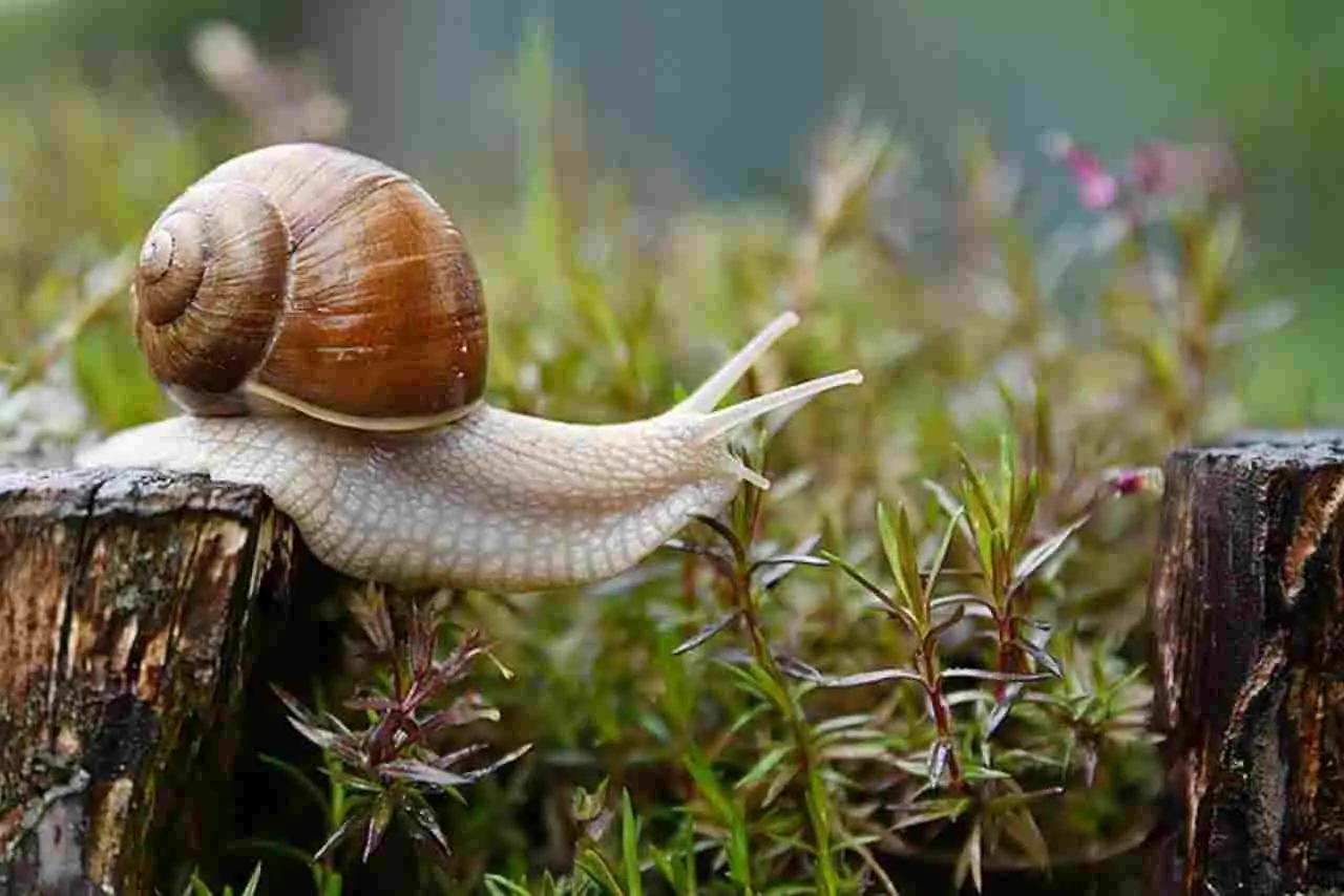 Come evitare le lumache nell’orto: il metodo naturale suggerito dagli agronomi Come evitare le lumache nell’orto: il metodo naturale suggerito dagli agronomi