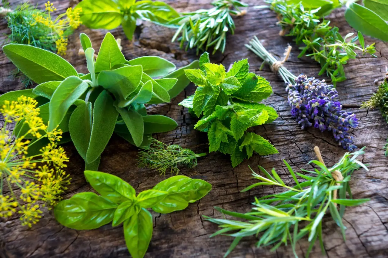 Come proteggere le piante aromatiche dal caldo di giugno: la soluzione efficace per balconi e terrazzi Come proteggere le piante aromatiche dal caldo di giugno: la soluzione efficace per balconi e terrazzi