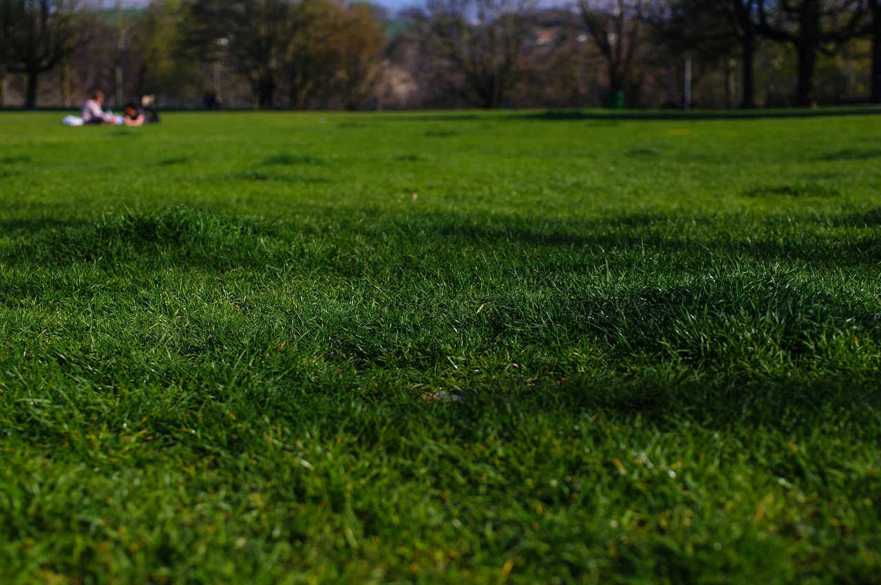 Vuoi un prato verde anche senza irrigazione? Ecco la tecnica della pacciamatura consigliata dagli esperti Vuoi un prato verde anche senza irrigazione? Ecco la tecnica della pacciamatura consigliata dagli esperti