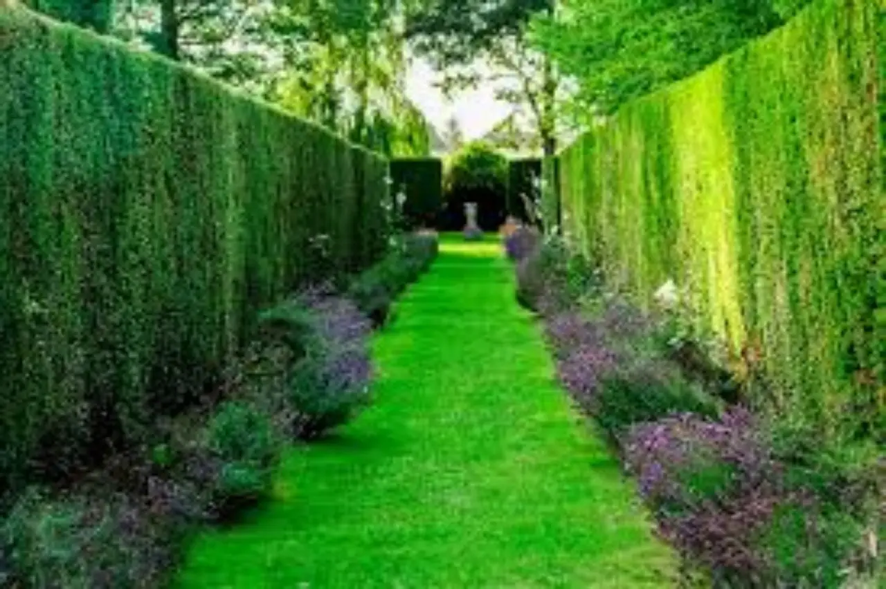 Il segreto delle siepi sempreverdi per privacy e colore in giardino tutto l’anno Il segreto delle siepi sempreverdi per privacy e colore in giardino tutto l’anno