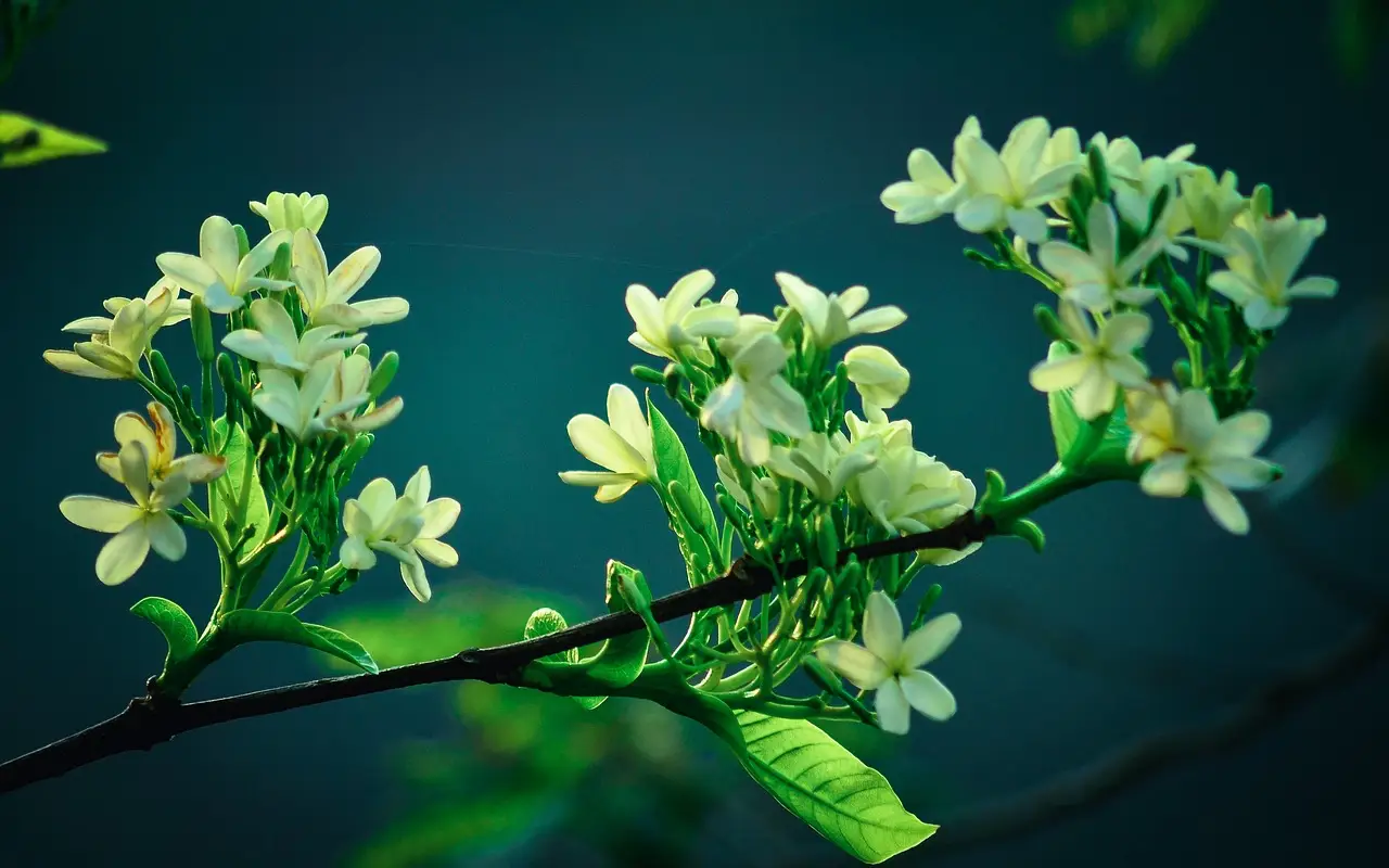 Come scegliere i migliori fiori notturni per serate profumate sul balcone estivo Come scegliere i migliori fiori notturni per serate profumate sul balcone estivo
