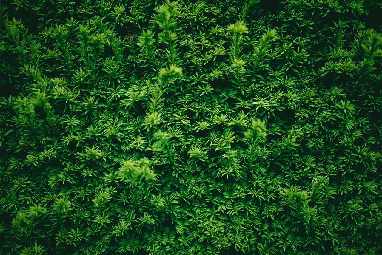 Come ridurre la presenza di muschio tra le fughe: la soluzione consigliata dagli agronomi Come ridurre la presenza di muschio tra le fughe: la soluzione consigliata dagli agronomi