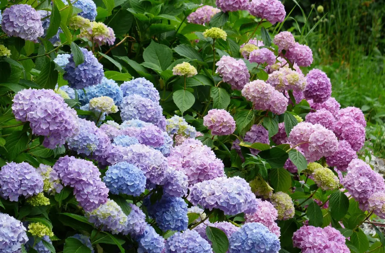 Vuoi ortensie più resistenti al vento di giugno? Prova il metodo naturale raccomandato dai vivaisti Vuoi ortensie più resistenti al vento di giugno? Prova il metodo naturale raccomandato dai vivaisti