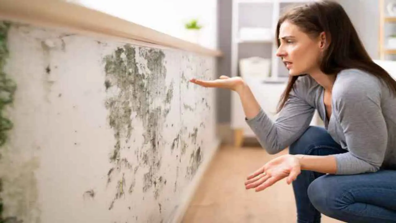Come prevenire la muffa nei vasi in estate: il trucco naturale consigliato dai botanici Come prevenire la muffa nei vasi in estate: il trucco naturale consigliato dai botanici