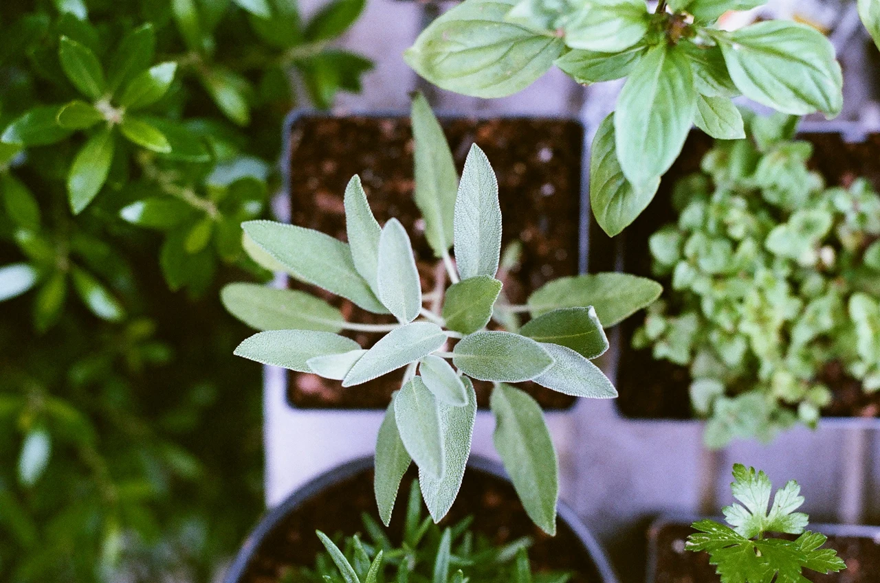 Scopri la pianta che resiste al vento di giugno: la scelta del botanico per terrazzi esposti Scopri la pianta che resiste al vento di giugno: la scelta del botanico per terrazzi esposti