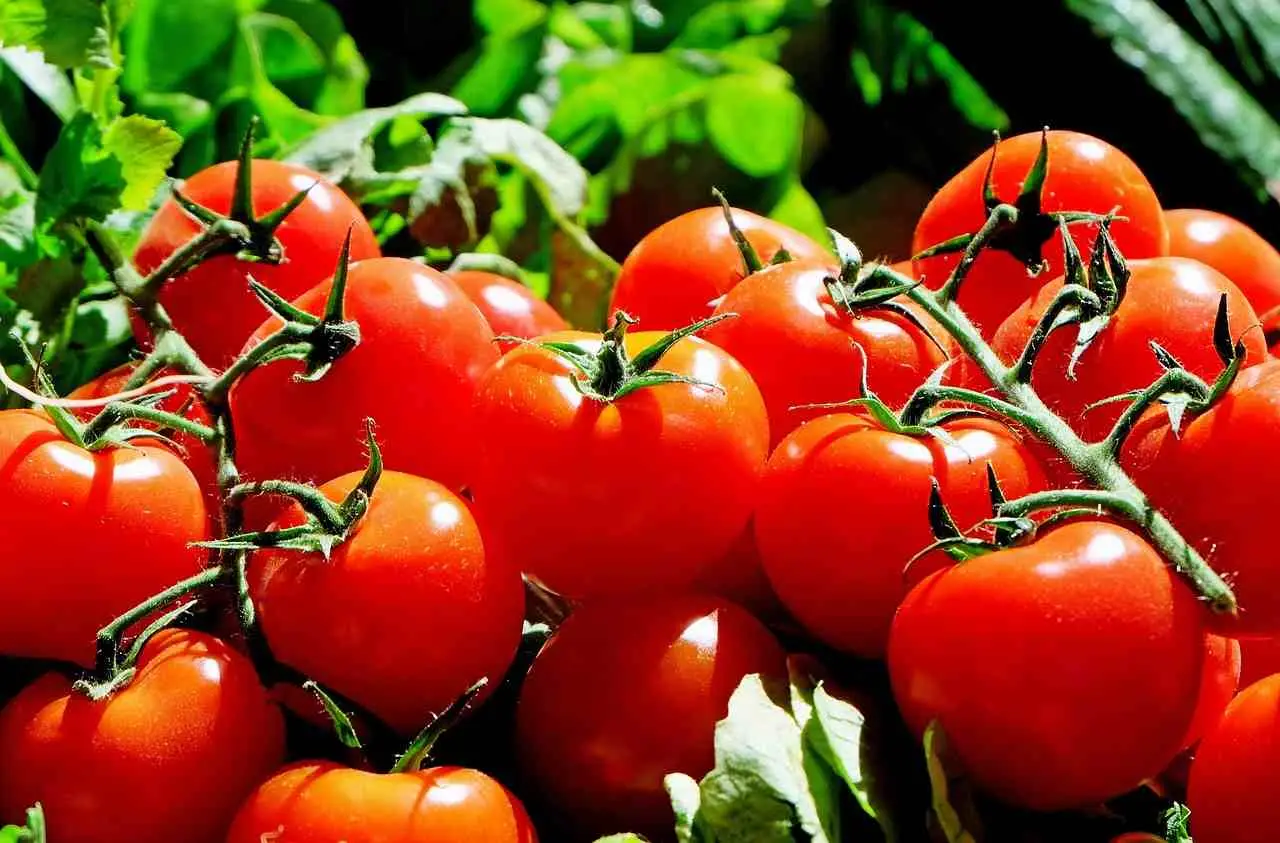 Cosa mettere sotto i pomodori per raccolti abbondanti: il consiglio del vivaista per l’estate Cosa mettere sotto i pomodori per raccolti abbondanti: il consiglio del vivaista per l’estate