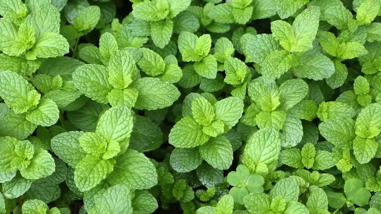 Il metodo naturale per ottenere menta profumata e rigogliosa tutto giugno Il metodo naturale per ottenere menta profumata e rigogliosa tutto giugno