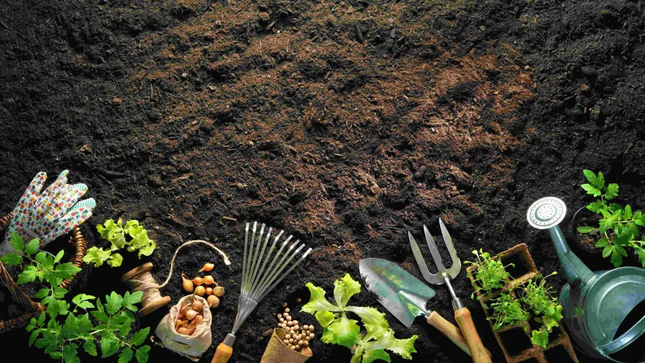 Come risparmiare acqua in giardino quest’estate: la strategia della pacciamatura spiegata dagli agronomi Come risparmiare acqua in giardino quest’estate: la strategia della pacciamatura spiegata dagli agronomi