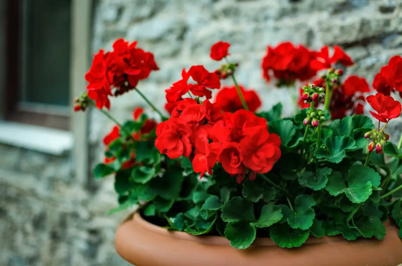 Il segreto per gerani rigogliosi e una fioritura spettacolare in primavera Il segreto per gerani rigogliosi e una fioritura spettacolare in primavera