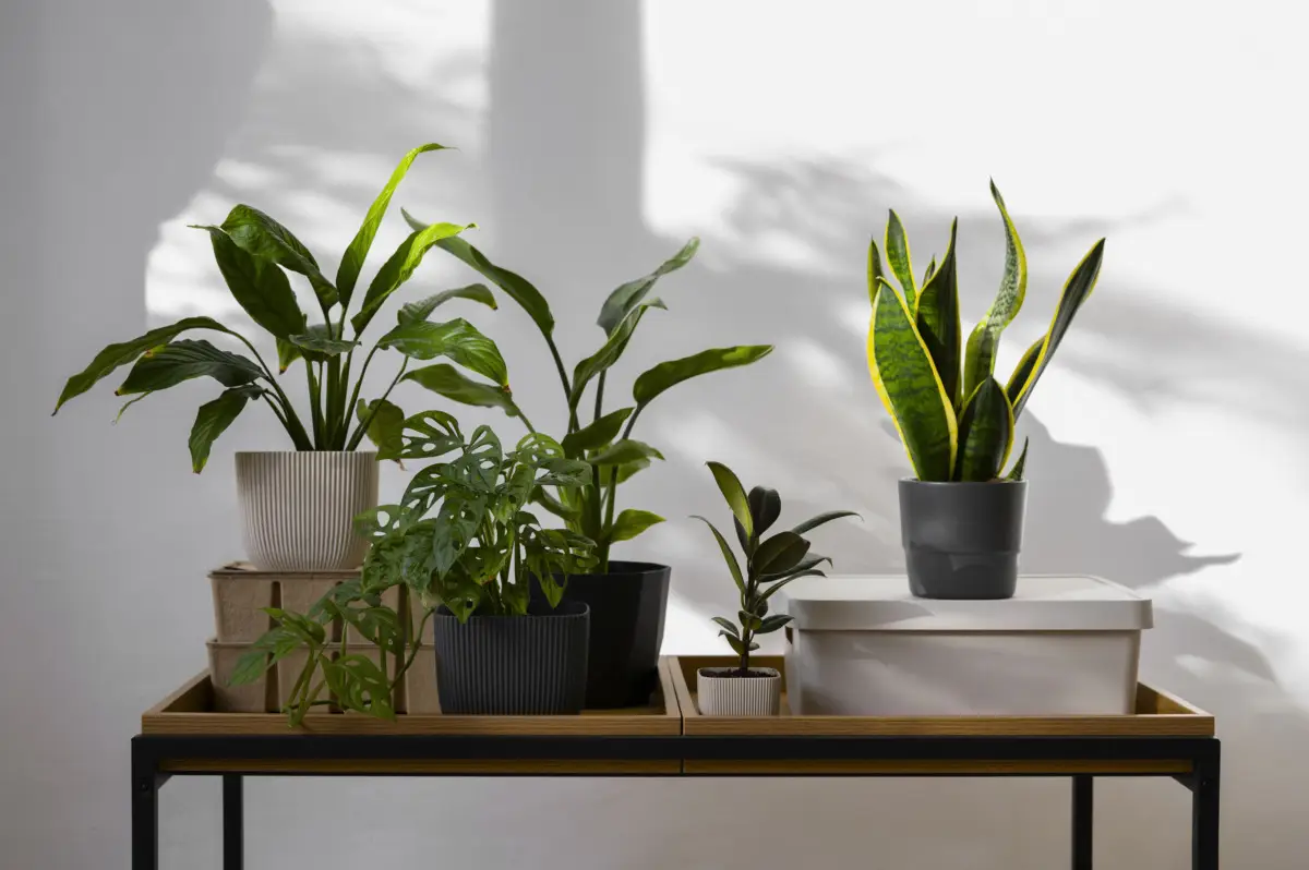 La pianta che non ha bisogno di acqua: ama il caldo e trasforma il tuo giardino in un’oasi di farfalle La pianta che non ha bisogno di acqua: ama il caldo e trasforma il tuo giardino in un’oasi di farfalle