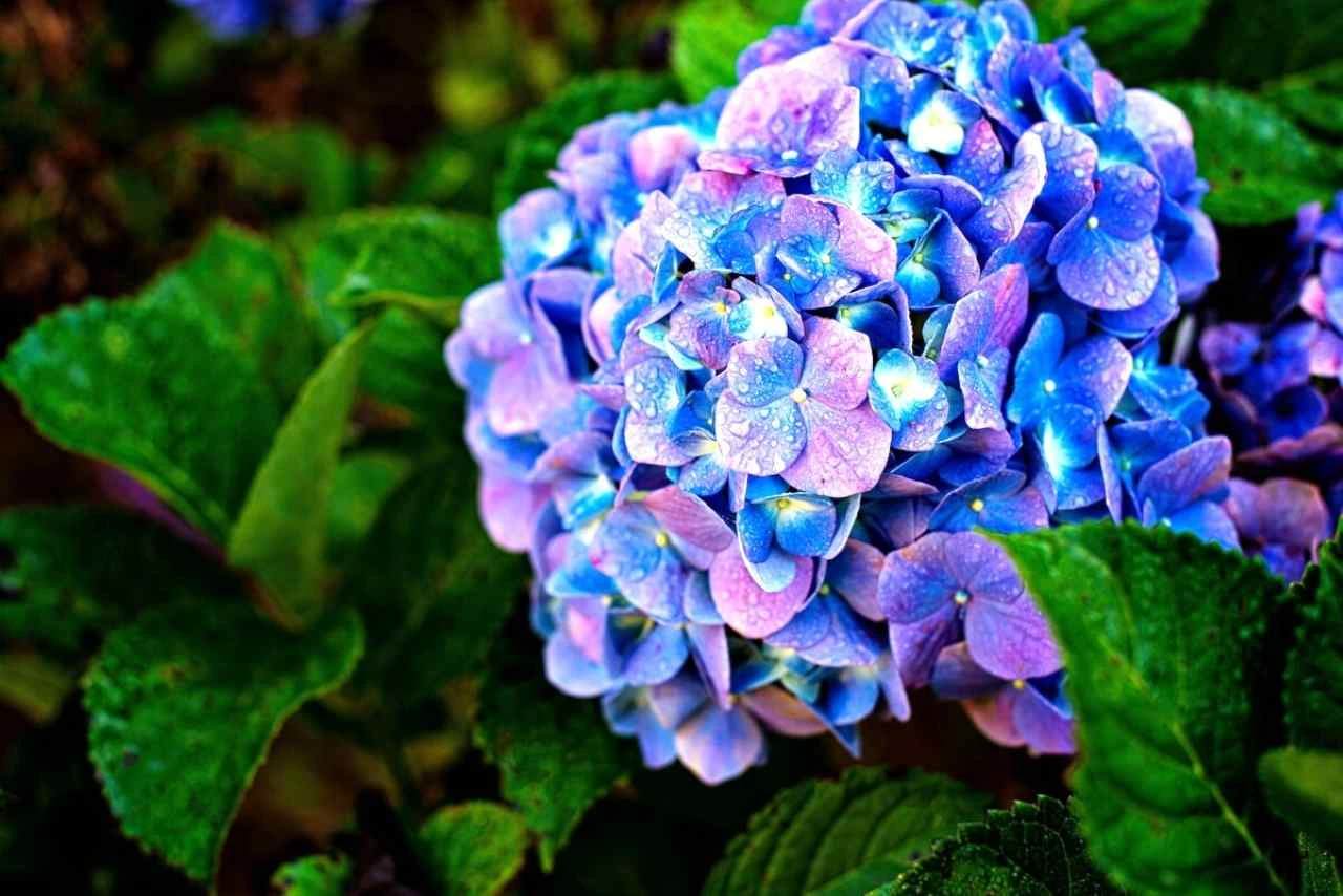 Ecco come stimolare la fioritura delle ortensie con un solo ingrediente naturale Ecco come stimolare la fioritura delle ortensie con un solo ingrediente naturale