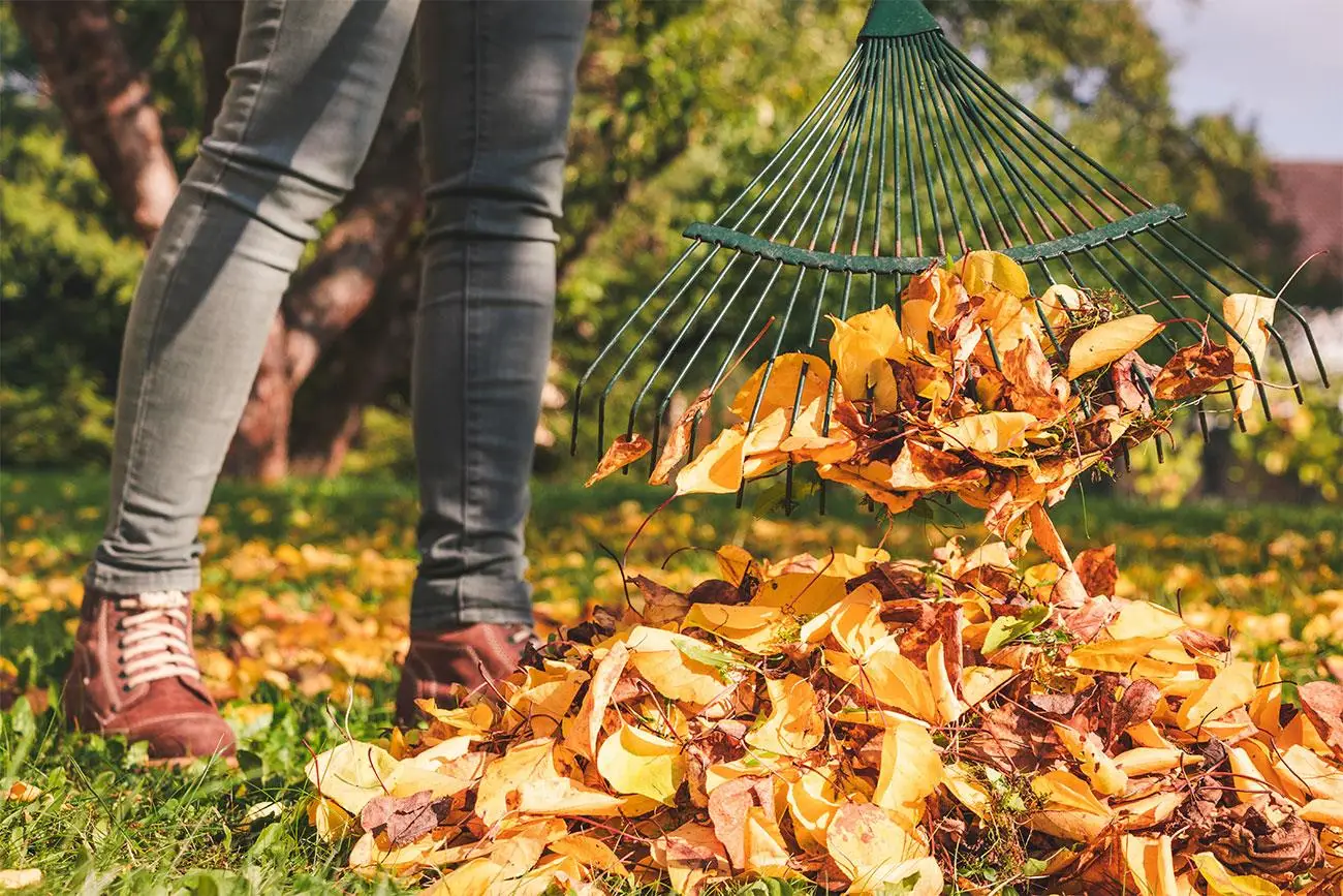 Come prevenire le ustioni sulle foglie delle piante in terrazzo: il consiglio degli agronomi per le ondate di caldo di giugno Come prevenire le ustioni sulle foglie delle piante in terrazzo: il consiglio degli agronomi per le ondate di caldo di giugno