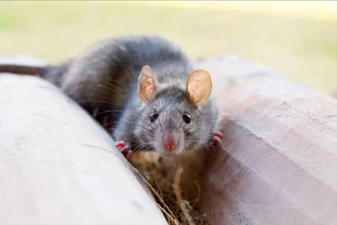 Come allontanare i roditori dalla dispensa: il rimedio naturale consigliato dai biologi per l’estate Come allontanare i roditori dalla dispensa: il rimedio naturale consigliato dai biologi per l’estate
